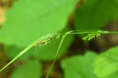 Carex grisea