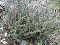 Astrolepis crassifolia