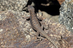 Liolaemus valdesianus