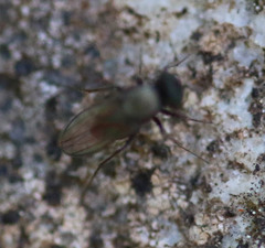 Medeterinae
