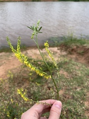 Melilotus officinalis