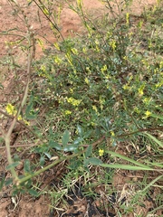 Melilotus officinalis