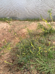 Melilotus officinalis