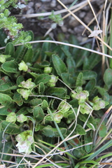 Alepidea pusilla