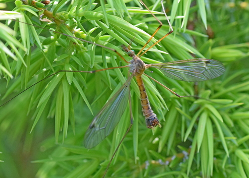 Tipula truncata