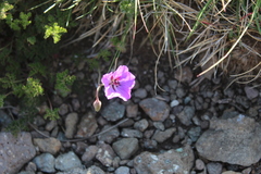 Geranium multisectum