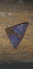 Ophisma