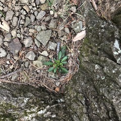 Micranthes micranthidifolia