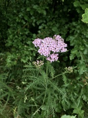 Achillea millefolium