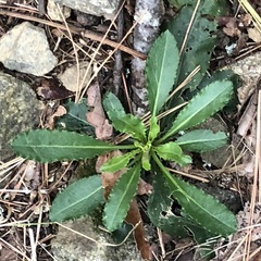 Micranthes micranthidifolia