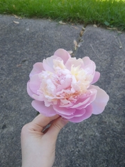 Paeonia