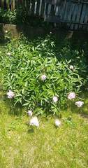 Paeonia