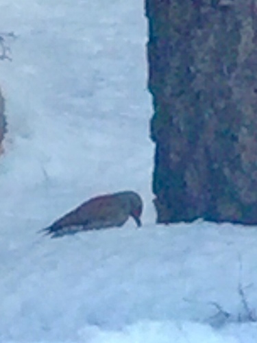 iNaturalist observation photo of Northern Flicker