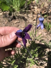 Clematis hirsutissima