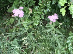 Achillea millefolium