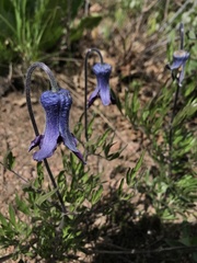 Clematis hirsutissima