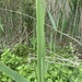 photo of Broadleaf Cattail (Typha latifolia)
