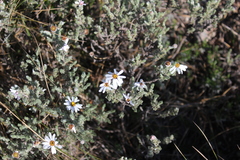 Eumorphia sericea