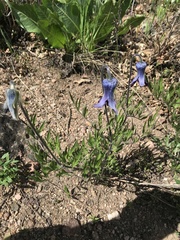 Clematis hirsutissima