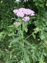 Achillea millefolium