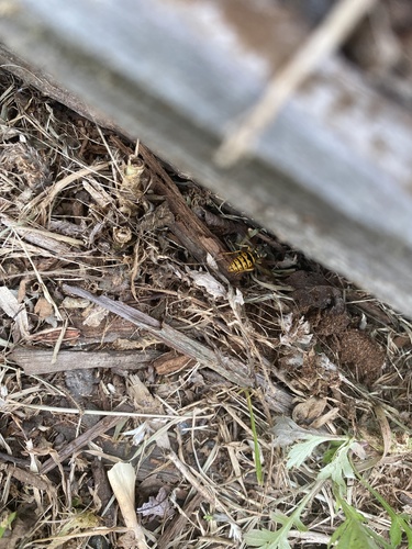 photo of Eastern Yellowjacket (Vespula maculifrons)