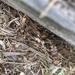 photo of Eastern Yellowjacket (Vespula maculifrons)