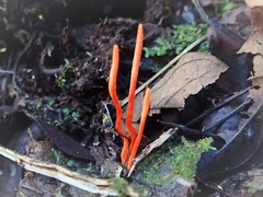 Cordyceps nidus