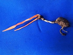 Cordyceps nidus