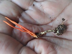 Cordyceps nidus