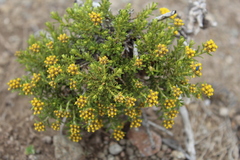 Helichrysum trilineatum