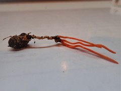 Cordyceps nidus
