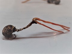 Cordyceps nidus