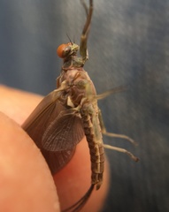 Ephemerella subvaria