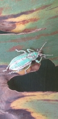 Compsus viridivittatus