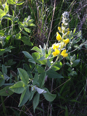 Thermopsis