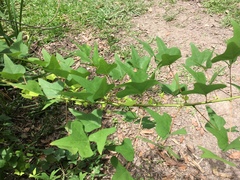 Erythrina herbacea