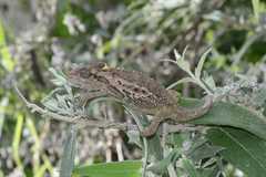 Bradypodion ventrale