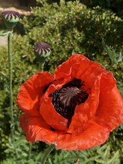 Papaver orientale