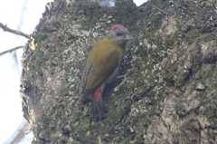 Chloropicus griseocephalus