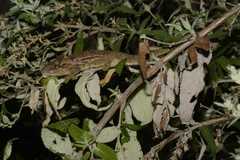 Bradypodion ventrale