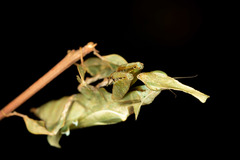 Phyllocrania illudens