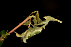 Phyllocrania illudens