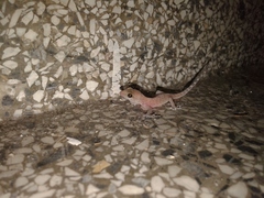 Hemidactylus turcicus