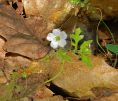 Nemophila