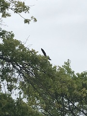 Branta canadensis canadensis