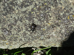 Liparus glabrirostris