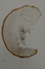 Ramboldia gowardiana