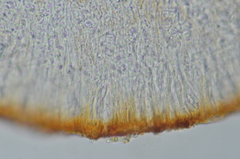 Ramboldia gowardiana