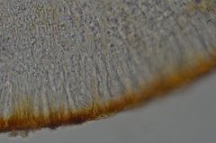 Ramboldia gowardiana