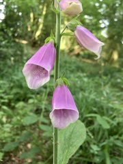 Digitalis purpurea